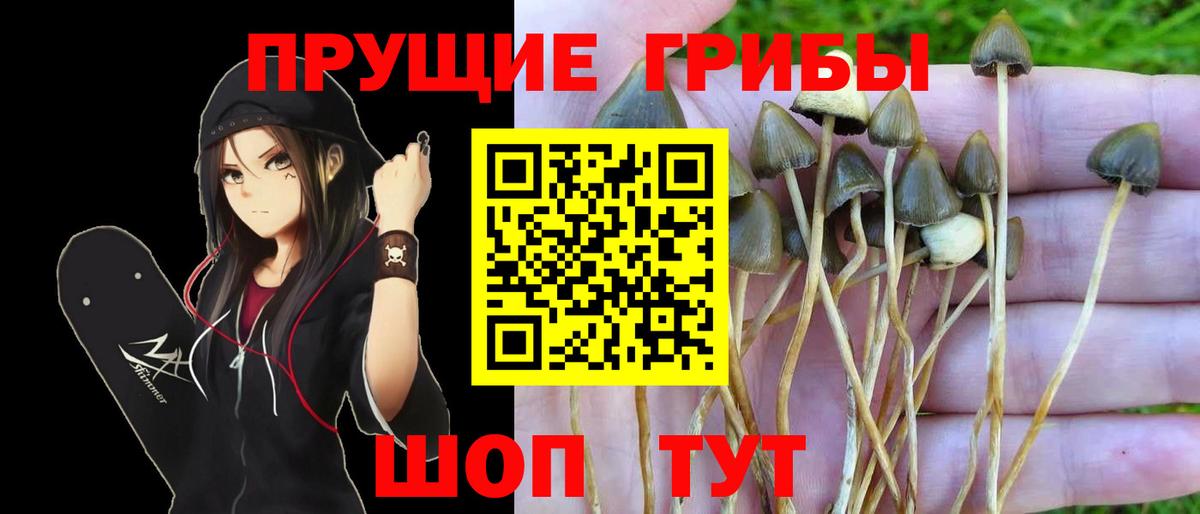 Галлюциногенные грибы GOLDEN TEACHER  Вход с VPN  Отрадное 